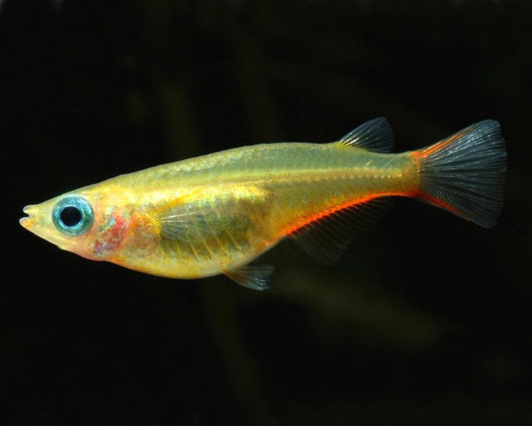 Green Ricefish - Green Medaka ~ 1cm - 2cm